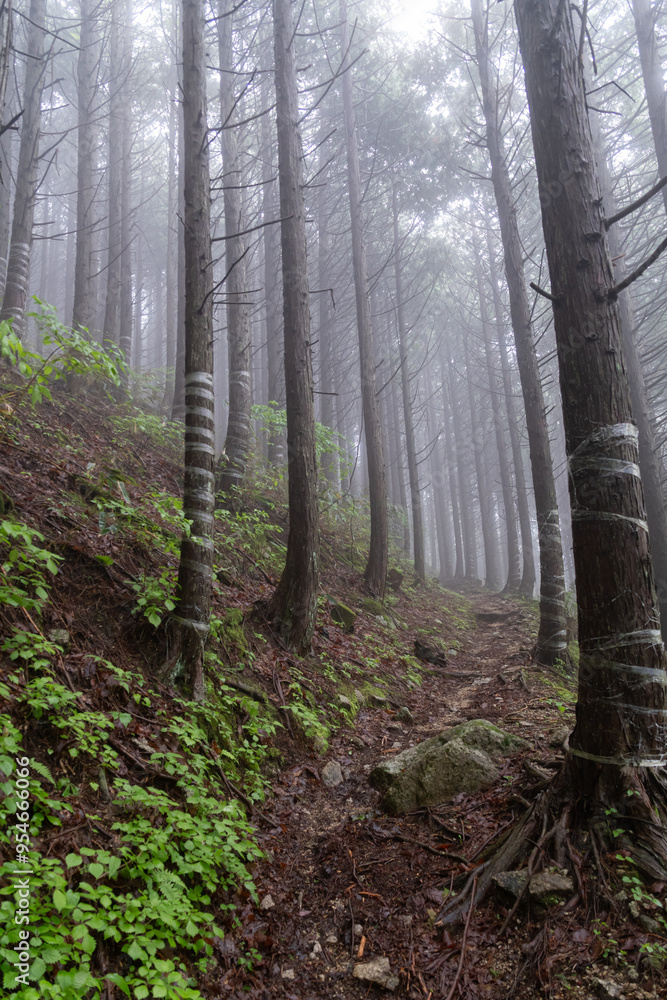 Obraz premium 霧に覆われた森