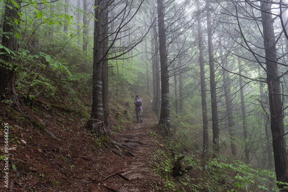 Obraz premium 霧に覆われた森