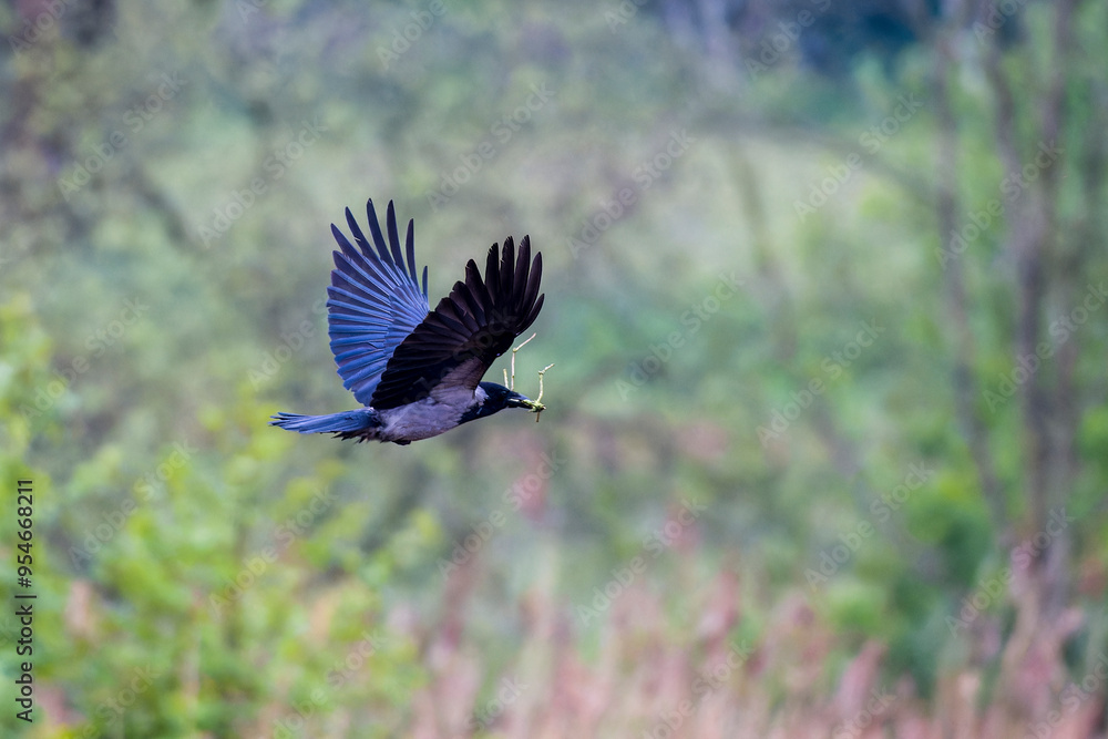 Obraz premium Nebelkrähe im Flug mit Nistmaterial im Frühjahr 