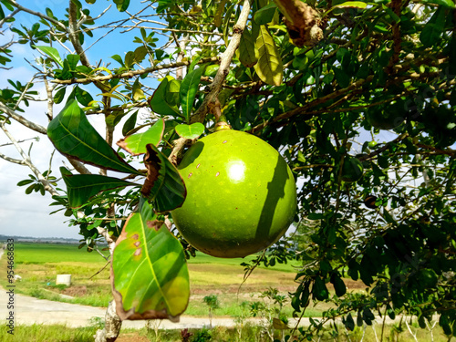 a calabash fruit (crescentia cujete) on a tree during sunny morning. round green fruit hanging on the tree. sun light on green fruit photo