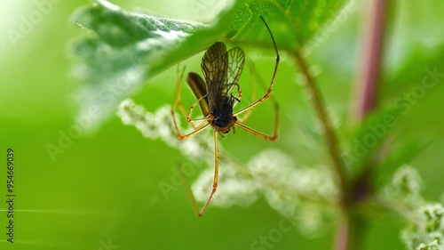 one Extensor spider (Tetragnatha extensa) hanging on a stalk and waiting for prey to eat in Magdeburg - Saxony Anhalt - Germany - Europe photo