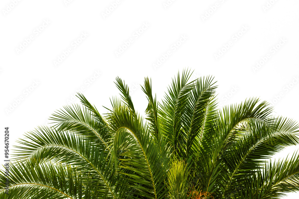 palm tree on a transparent background palm tree on a transparent background