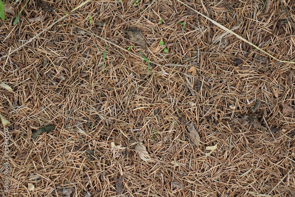 pile of hay texture