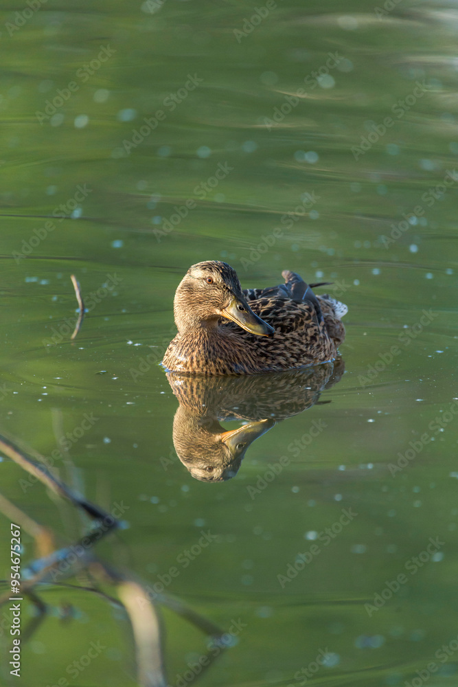 Serene female duck swimming in a tranquil lake