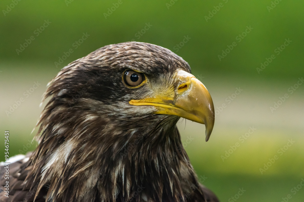 Close-up of a juvenile bald eagle against a green background Close-up of a juvenile bald eagle against a green background