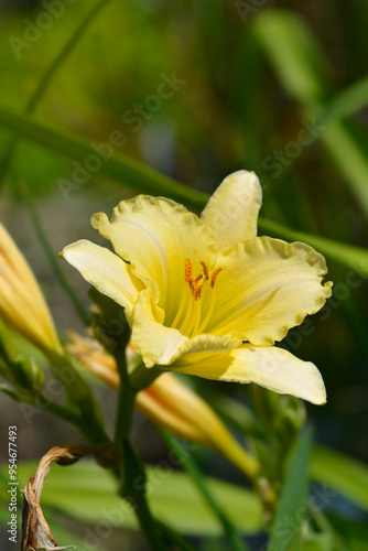 Daylily EveryDaylily Cream flowers