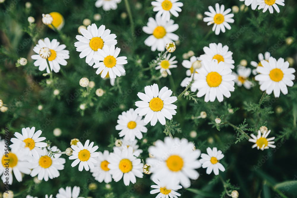 Close-Up of White Daisies in a Lush Green Field Close-Up of White Daisies in a Lush Green Field