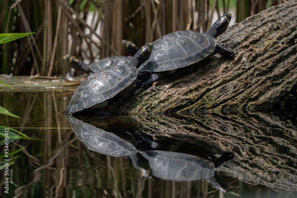 Yellow-spotted Amazon Turtle - Podocnemis unifilis, unique fresh water turtle native to Amazon and Orinoko rivers in South America, Brazil. Yellow-spotted Amazon Turtle - Podocnemis unifilis, unique fresh water turtle native to Amazon and Orinoko rivers in South America, Brazil.