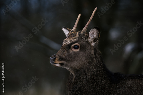 deer in the woods