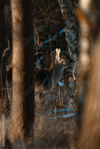 deer in the woods