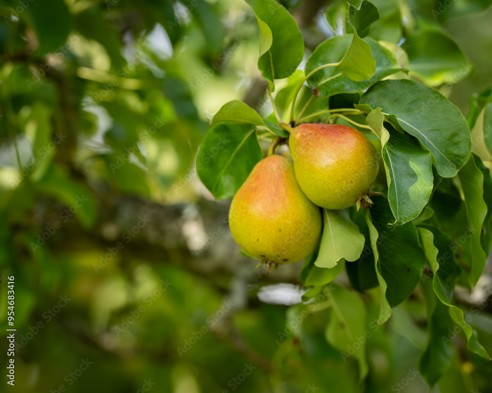 Appetizing pears on a branch in a home garden. Close up of ripe pears on a tree branch with a lush garden background. Appetizing pears on a branch in a home garden. Close up of ripe pears on a tree branch with a lush garden background.