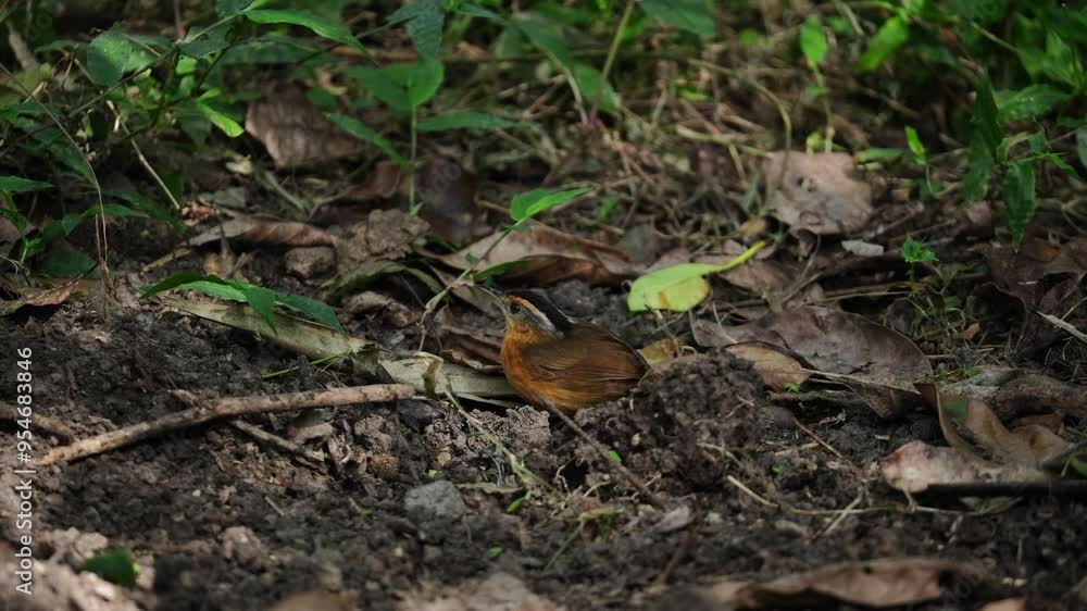 Javan black-capped babbler or Rufous-browed babbler bird is standing watching food among the rocks Javan black-capped babbler or Rufous-browed babbler bird is standing watching food among the rocks