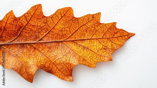 Close-up of a Single Dried Orange Leaf with Visible Veins