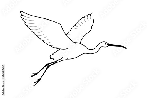 black and white dove