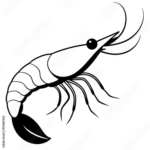 illustration of a shrimp