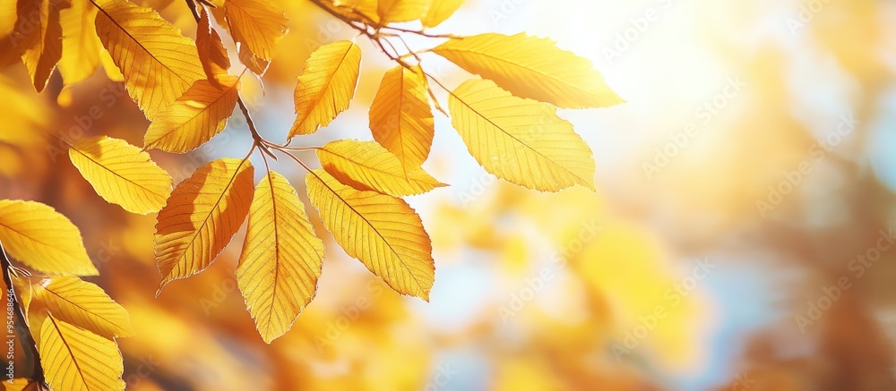 Yellow chestnut leaves on the tree Golden foliage in an autumn park Yellow leaves with a blurred background Autumn theme Copy space Yellow chestnut leaves on the tree Golden foliage in an autumn park Yellow leaves with a blurred background Autumn theme Copy space