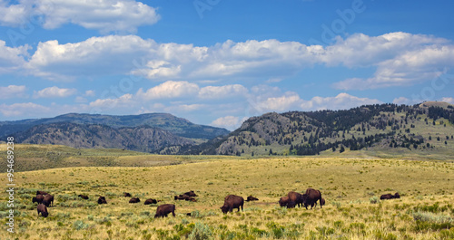 picturesque mountains and a herd of bison grazing in summer along the grand loop road in the lamar valley of northeastern yellowstone national park, wyoming