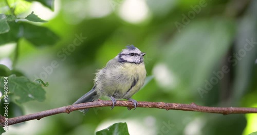 Eurasian blue tit juvenile perching on a tree branch against colourful background
