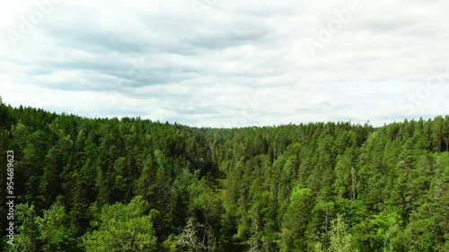 Drone rising up, view of dense, dark coniferous forest, cloudy sky photo