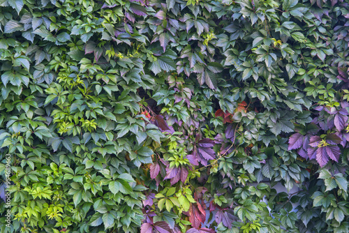 Parthenocissus quinquefolia or virginia creeper or victoria creeper or five-leaved ivy or five-fingergreen creeping plant on wall.