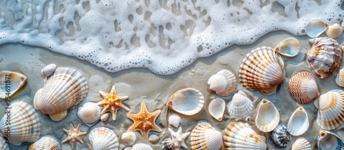 A border of pink seashells ...