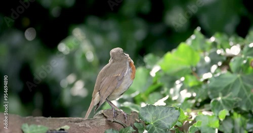 Wallpaper Mural European robin chick perching on a garden fence against colourful background	 Torontodigital.ca