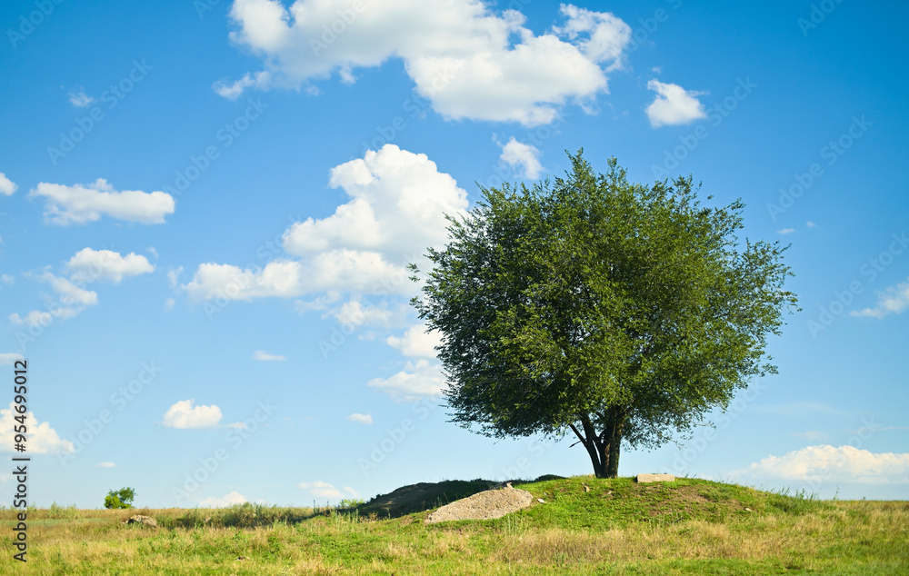 one tree growing in a meadow. one tree growing in a meadow.