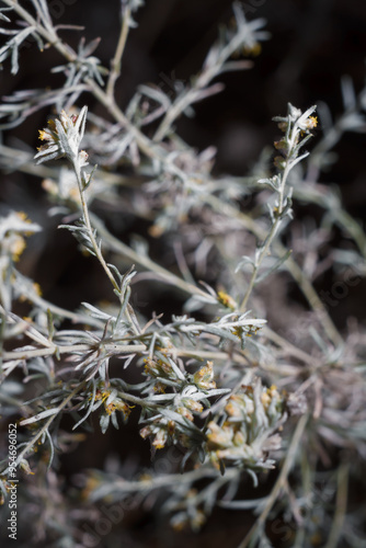 oft focused shot of sagebush, wormwood or mugwort sprouts on blurry autumn forest background photo