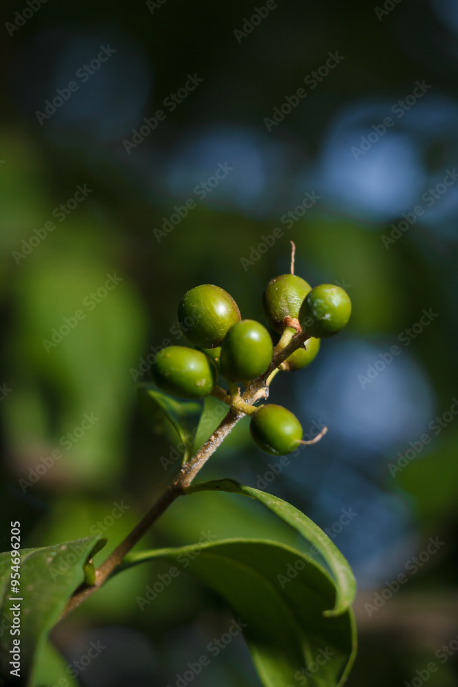 Frangula rhamnus bush branches with unripe green berries in sunlight on blurry forest background Frangula rhamnus bush branches with unripe green berries in sunlight on blurry forest background