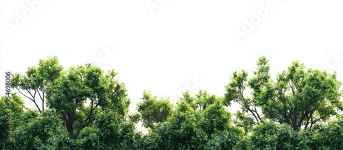 group of treetops and tree ...