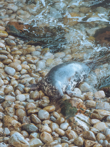 фотографія Female grey seal coming ashore to feed it's pup