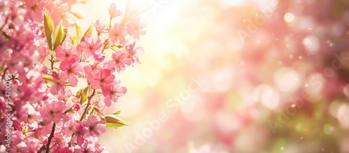 Lovely springtime backdrop Stunning pink flowers on blossom trees with a bright sky and sunlight Web banner. with copy space image. Place for adding text or design