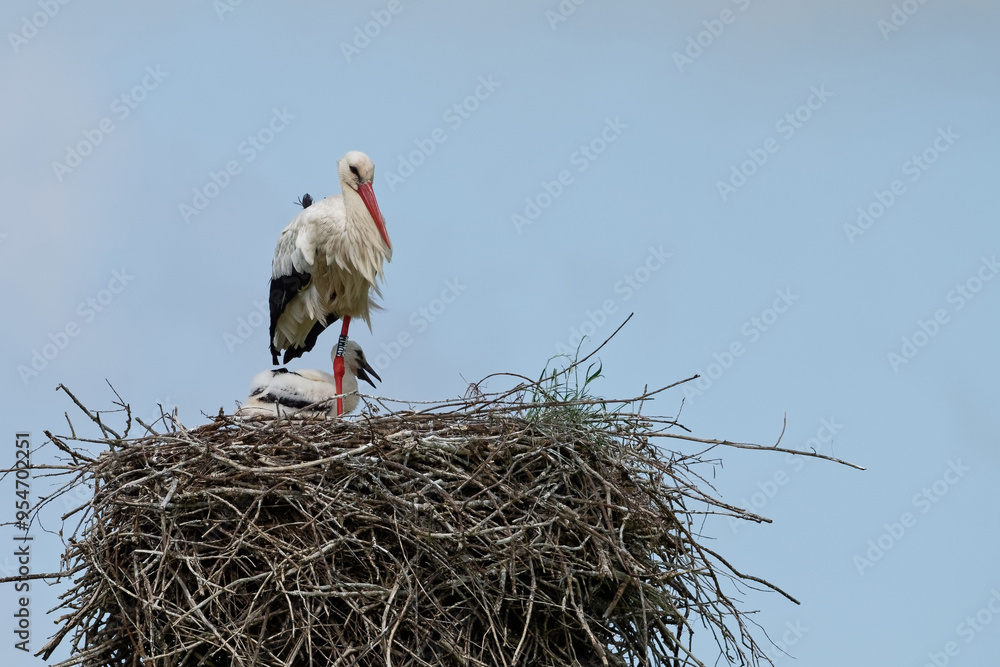 Fototapeta premium Cigogne blanche, Ciconia Ciconia