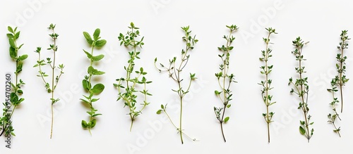 Fresh thyme spice isolated ...