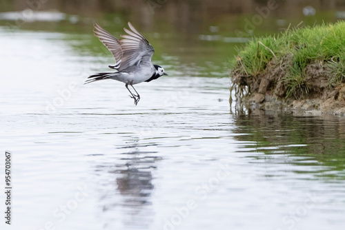 Bergeronnette grise- Motacilla alba - Hoche queue gris - passereaux - motacillidés
 photo