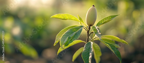 Close up of a young mango p...