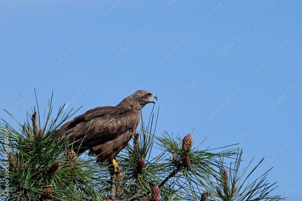 Milan noir - Milvus migrans - rapaces - Accipitridae Milan noir - Milvus migrans - rapaces - Accipitridae
