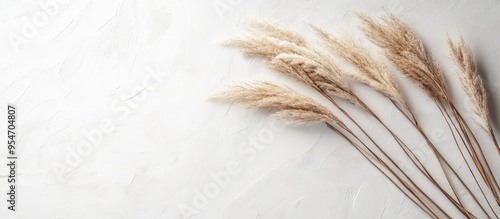Reed Plume Stem Dried Pampa...