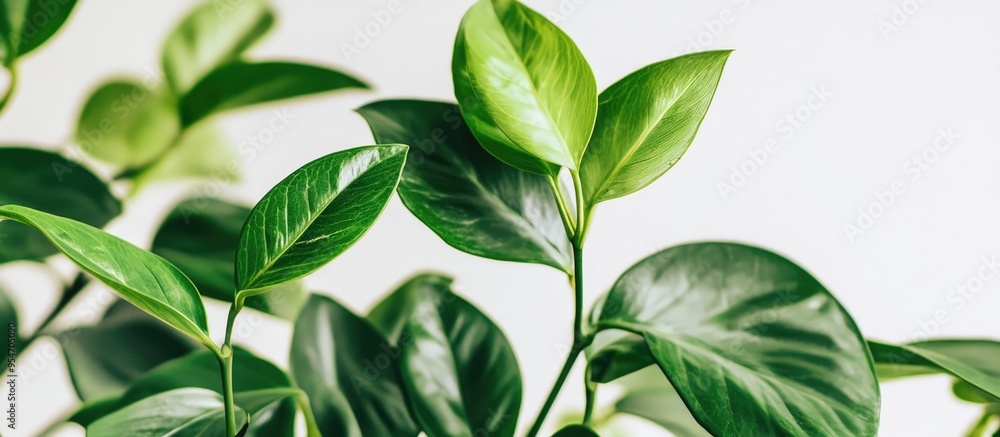 Green leaves flourish indoors Houseplants set against a white background Natural leaves thrive in the soil. with copy space image. Place for adding text or design Green leaves flourish indoors Houseplants set against a white background Natural leaves thrive in the soil. with copy space image. Place for adding text or design