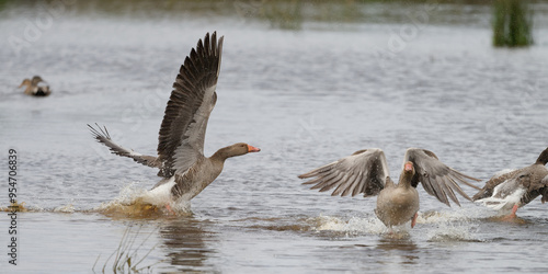 Photography Oie cendrée - Anser anser - Anatidae - Anserinae.