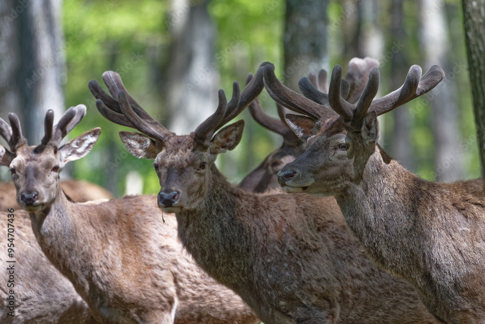 cerf - cervus elaphus cerf - cervus elaphus