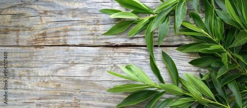 Green leaves of Agonis flexuosa on a white wooden table copyspace photo