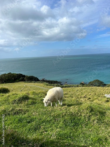 sheep on a hillside