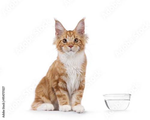 Super sweet red with white young Maine Coon cat, sitting beside glas water bowl. Looking straight to camera, isolated on a white background. photo