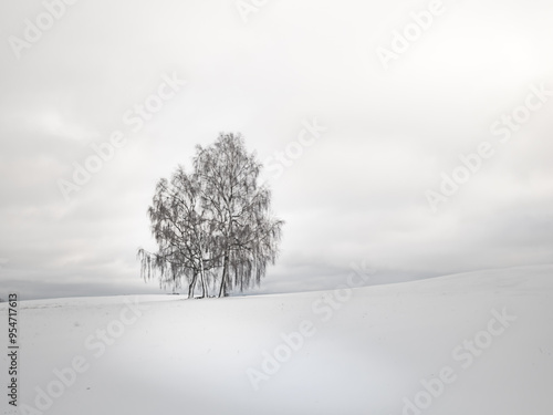 Fototapeta Naklejka Na Ścianę i Meble -  Brzoza zimą.