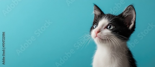 black and white kitten set ...