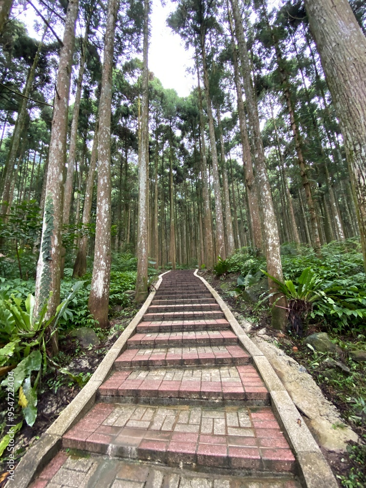 Obraz premium path in the forest