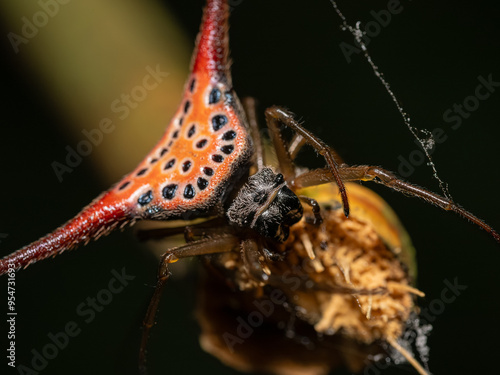 Sukabumi - Gunung koneng, 18 august, 2024; Gasteracantha arcuata - Spiny Orb Weaver (Long Horn Spider) on the moss rock photo