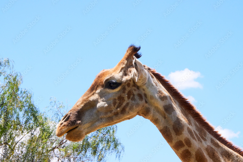 Fototapeta premium Eine Reise durch Südafrika.