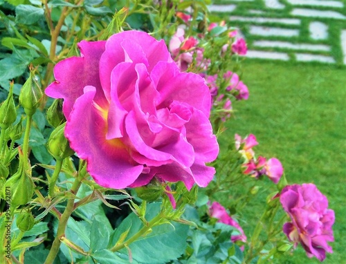 Roses at Bodbe nunnery (Kakheti region, Georgia) photo